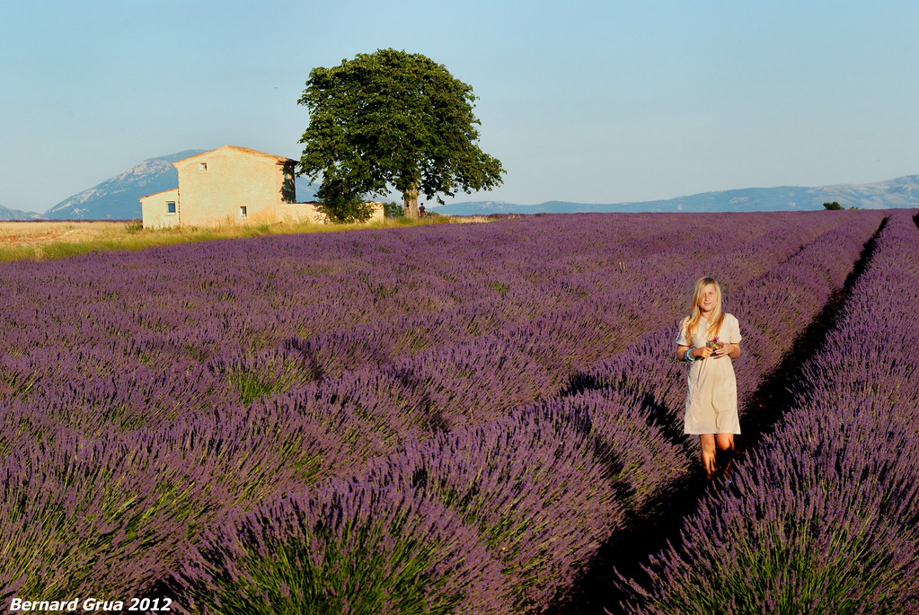 Oksana dans un champ de Lavande à Valensole, France