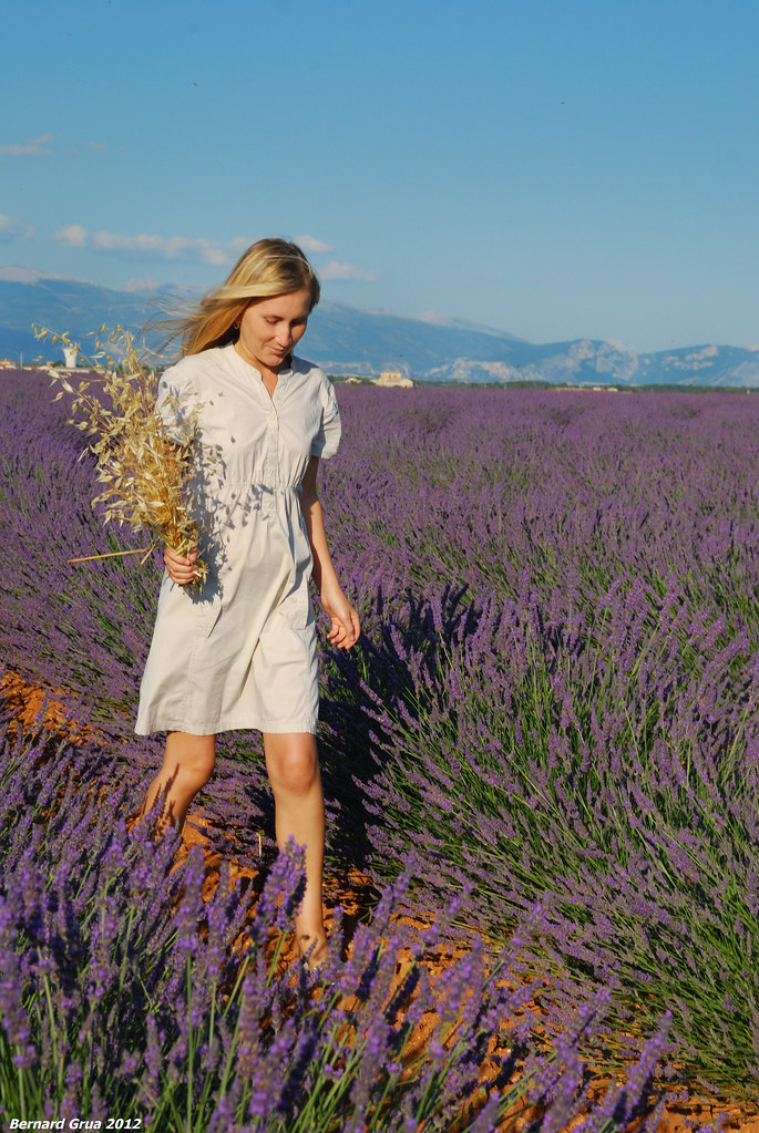 Oksana avec une gerbe de blé dans un champ de lavande à Valensole, France 