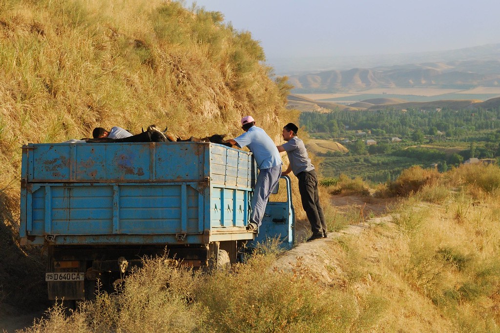 Deux hommes près d’une remorque chargée de bétail sur une route rurale des montagnes de Sariasiya, province de Sourkhandaria.