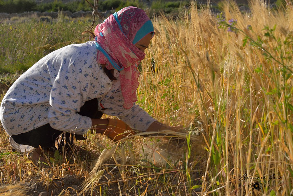 Afta, femme wakhi, récoltant de l’orge à Zoodkhun, dans la vallée de Chapursan, le 6 août 2018. Épouse de Dilawar Abbas et enseignante à l’école du village.
