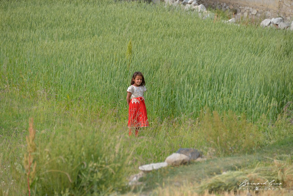 Petite fille wakhie dans un champ de céréales à Zoodkhun, dans la vallée de Chapursan, le 7 août 2018. Elle vient voir sa tante Zarmina, qui dresse les meules de bottes d’orge.