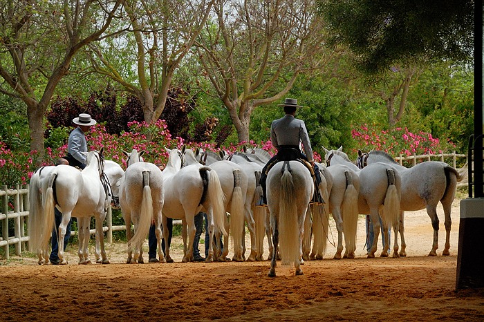 Groupe de chevaux andalous montés par des cavaliers dans les jardins de la Cartuja de Jerez.
