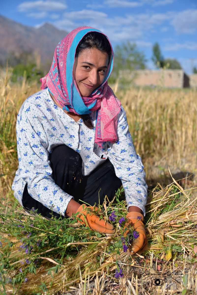 Afta, femme wakhi, moissonnant l’orge à Zood Khun, dans la vallée de Chapursan, Pakistan, 6 août 2018.