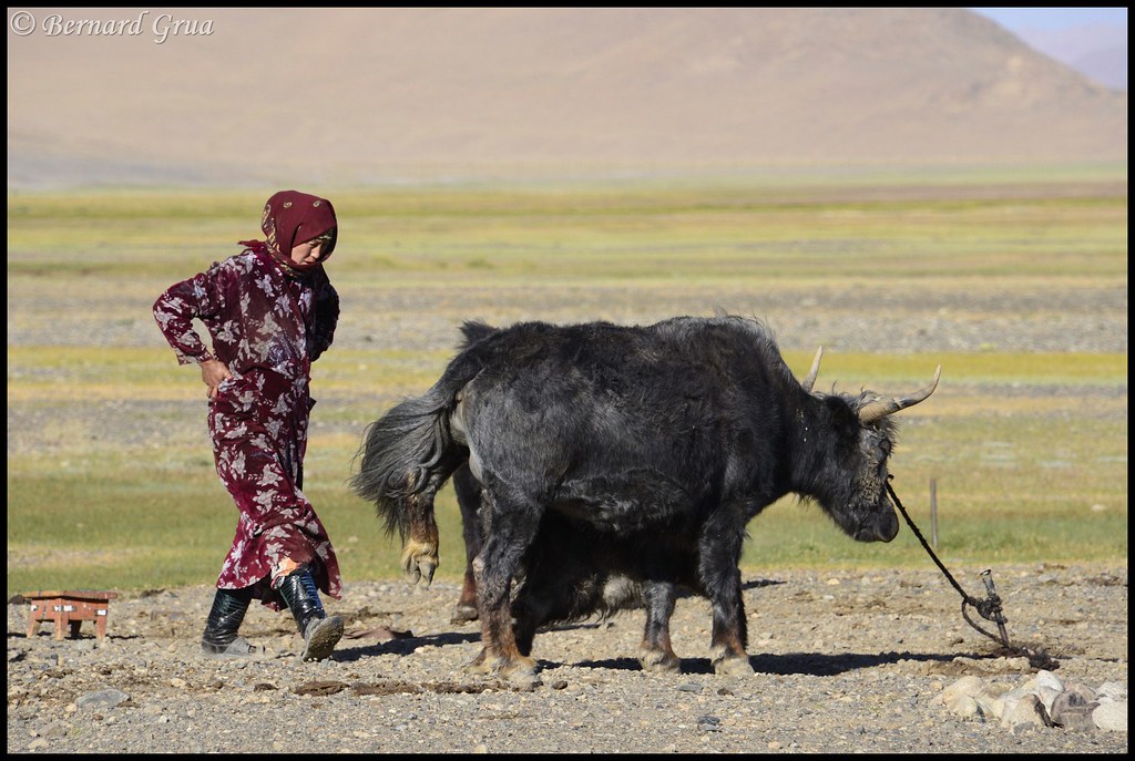 Femme kirghize avec un yak et un veau à Ak Balik, dans la vallée d'Alichur, à 3 900 m d'altitude sur le plateau du Pamir tadjik, le 8 août 2013.