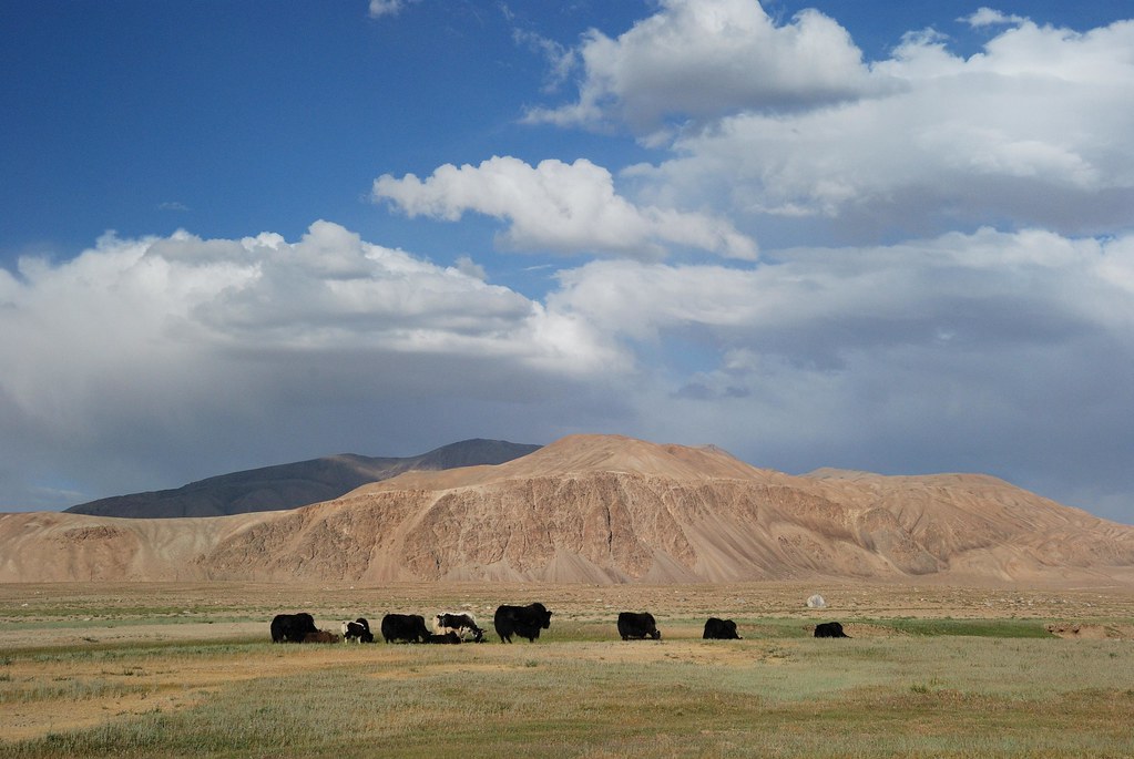 Yaks à Bulunkul, dans le Pamir tadjik, à 3 740 m d’altitude, le 30 juillet 2011.