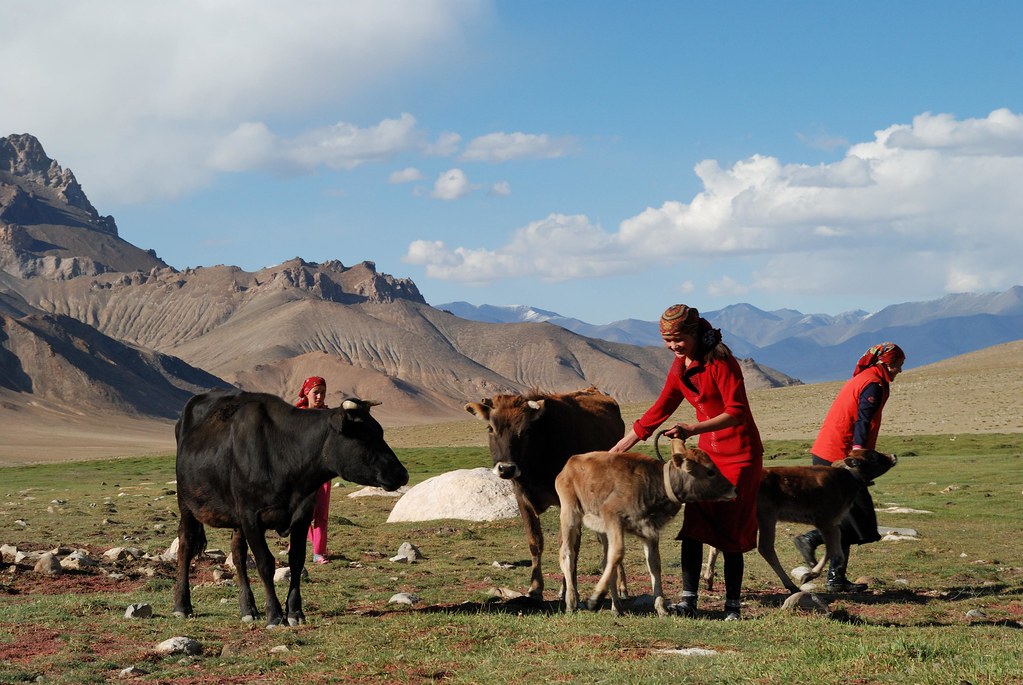 Anara et d'autres jeunes filles ramènent les veaux à leurs mères, descendues des pâturages d'altitude, à Zarburuliuk Jailoo dans le Pamir tadjik.