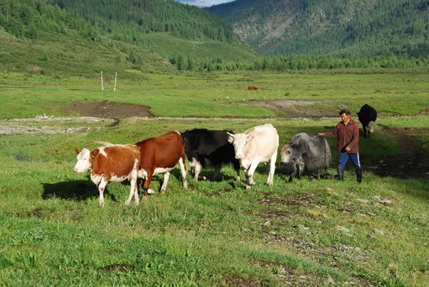 Monts Saïan orientaux, photographie de Bernard Grua : Estive de Boldokté, cheval, yaks et vaches montbéliardes.
