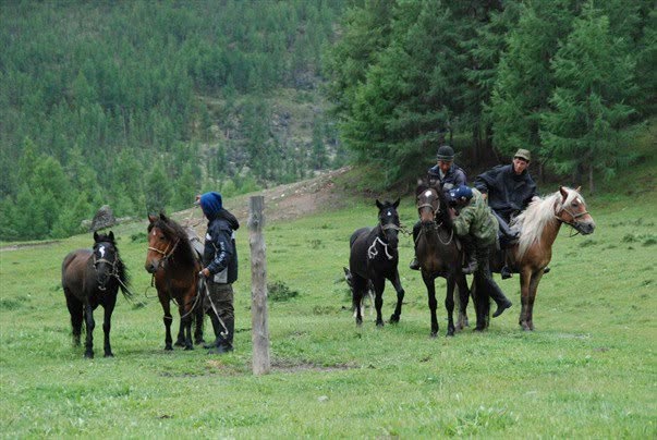 Monts Saïan orientaux, photographie de Bernard Grua : Chevaux à Boldokte, à mi-chemin de Batagol et de Sorok, été 2008
