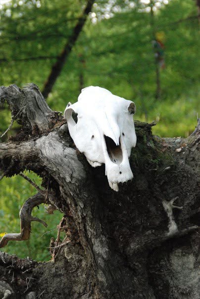 Monts Saïan orientaux, photographie de Bernard Grua : crâne de cheval dans un arbre 