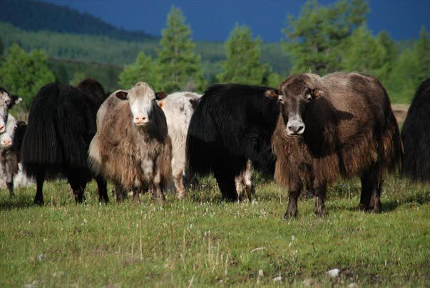 Monts Saïan orientaux, photographie de Bernard Grua : Yaks dans la vallée de l'Oulzita. Juillet 2008.
