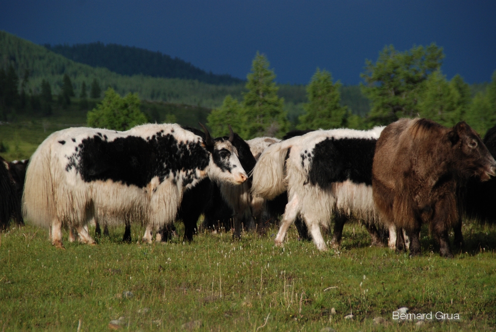 Monts Saïan orientaux, photographie de Bernard Grua :   Yaks dans la vallée de l'Oulzita. Juillet 2008.
