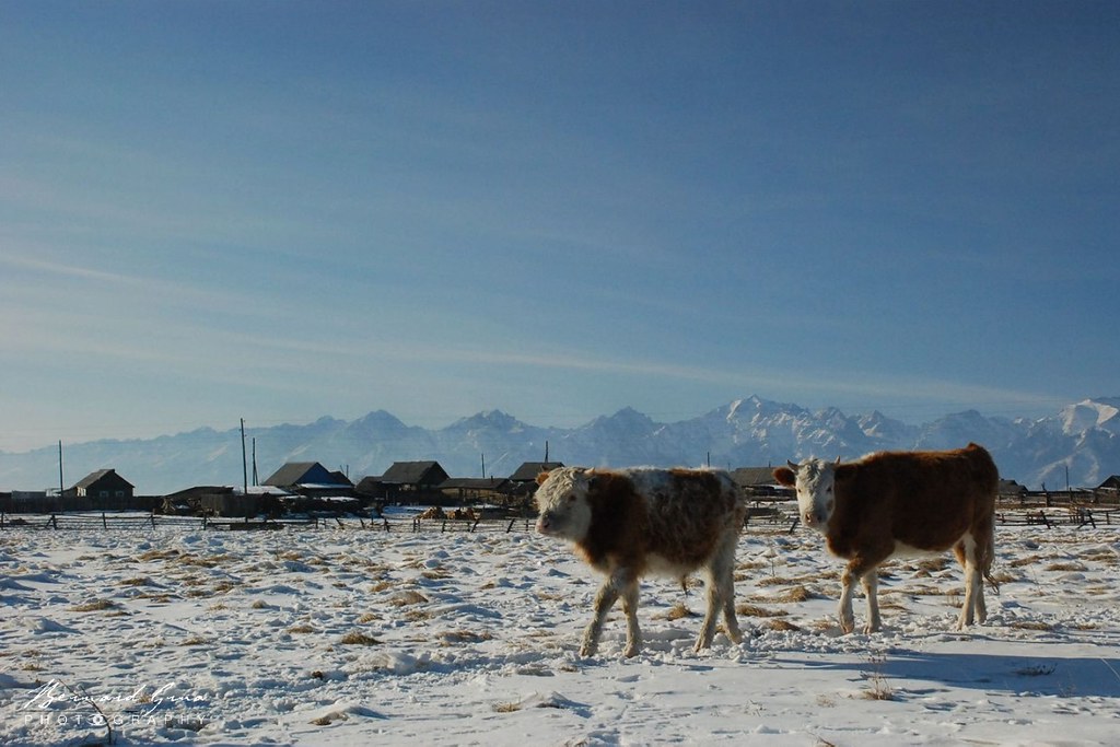 Bétail dans la vallée de la Tounka, en hiver :copyright: Bernard Grua