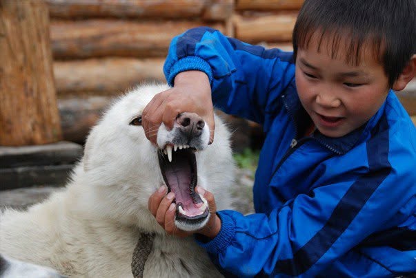 Владимир Самаев, jeune Soyot, jouant avec un chien qui protège le bétail des loups, dans l’estive de Boldokte, monts Saïан orientaux, Sibérie, 2008.
