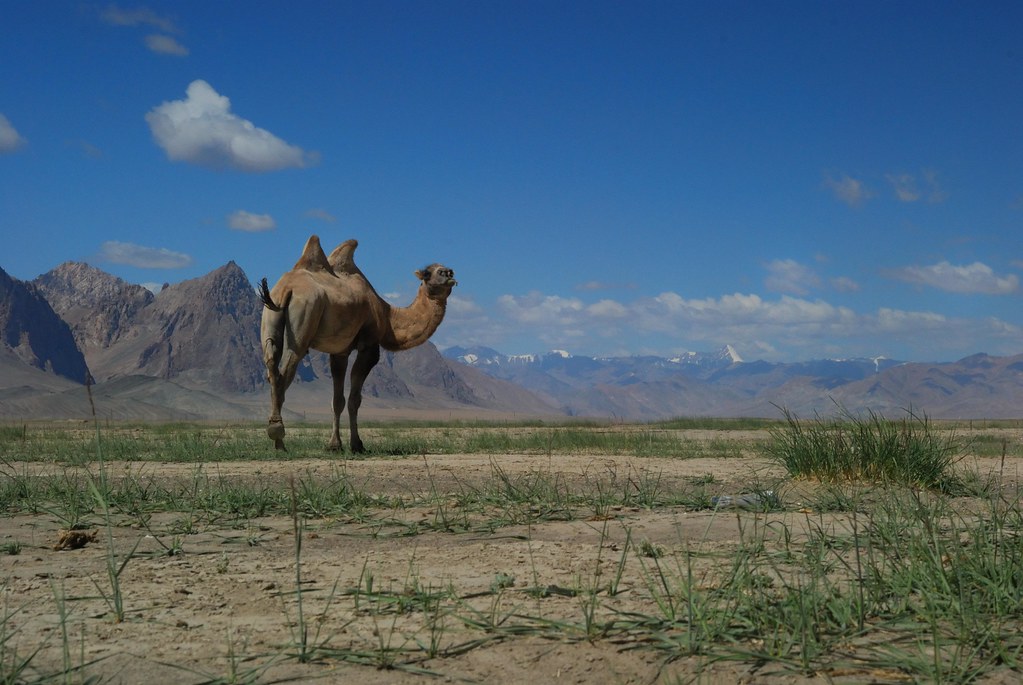 Chameau à Rangkul, 3 818 m, Pamir, Tadjikistan