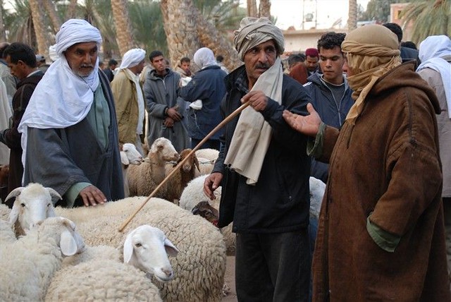 Marché aux bestiaux, Douz, Sud tunisien