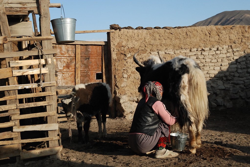 Traite des yaks à Bulunkul, 3 740 m, Pamir, Tadjikistan