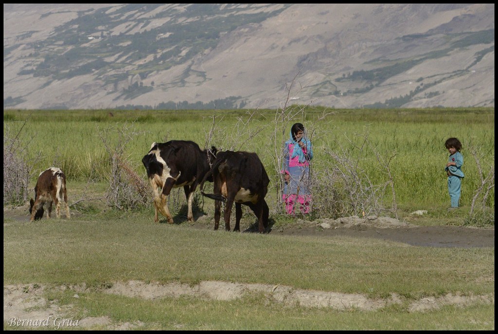Enfants wakhis s’occupant du bétail familial dans le corridor du Wakhan entre Qazideh et Khandud, Badakhchan, Afghanistan, le 31 juillet 2013.