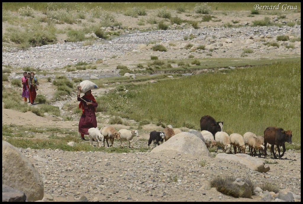 Femme wakhi accompagnant un troupeau de moutons et de chèvres dans le corridor du Wakhan entre Qazideh et Khandud, Badakhchan, Afghanistan, le 31 juillet 2013.