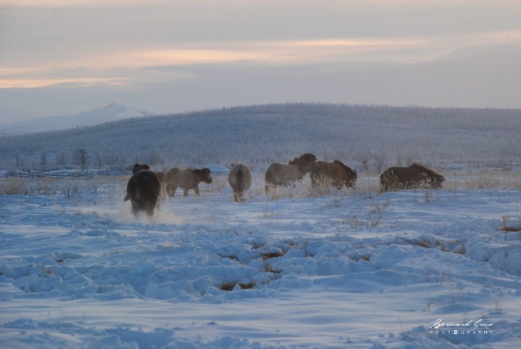 Jeunes chevaux iakoutes par -50°C - Tomtor - Iakoutie - Sibérie 
