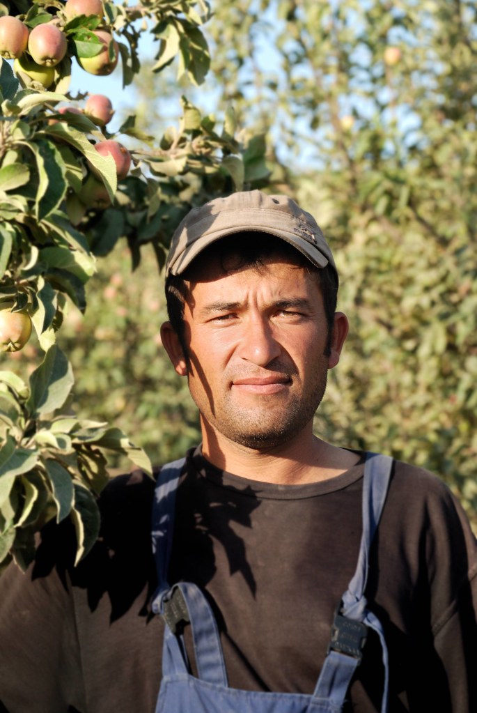 Homme ouzbek debout dans un verger, devant un arbre chargé de fruits, montagnes de Sariasiya, province de Sourkhandaria.